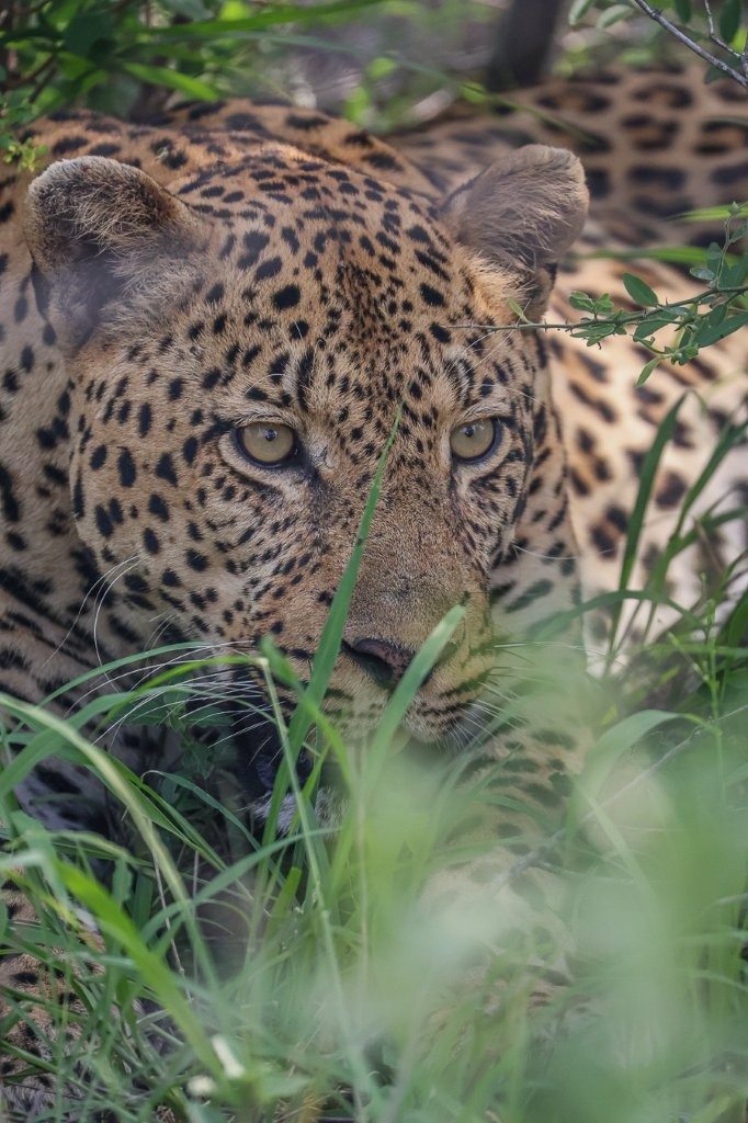 Sabi Sabi Ruan Mey Leopard
