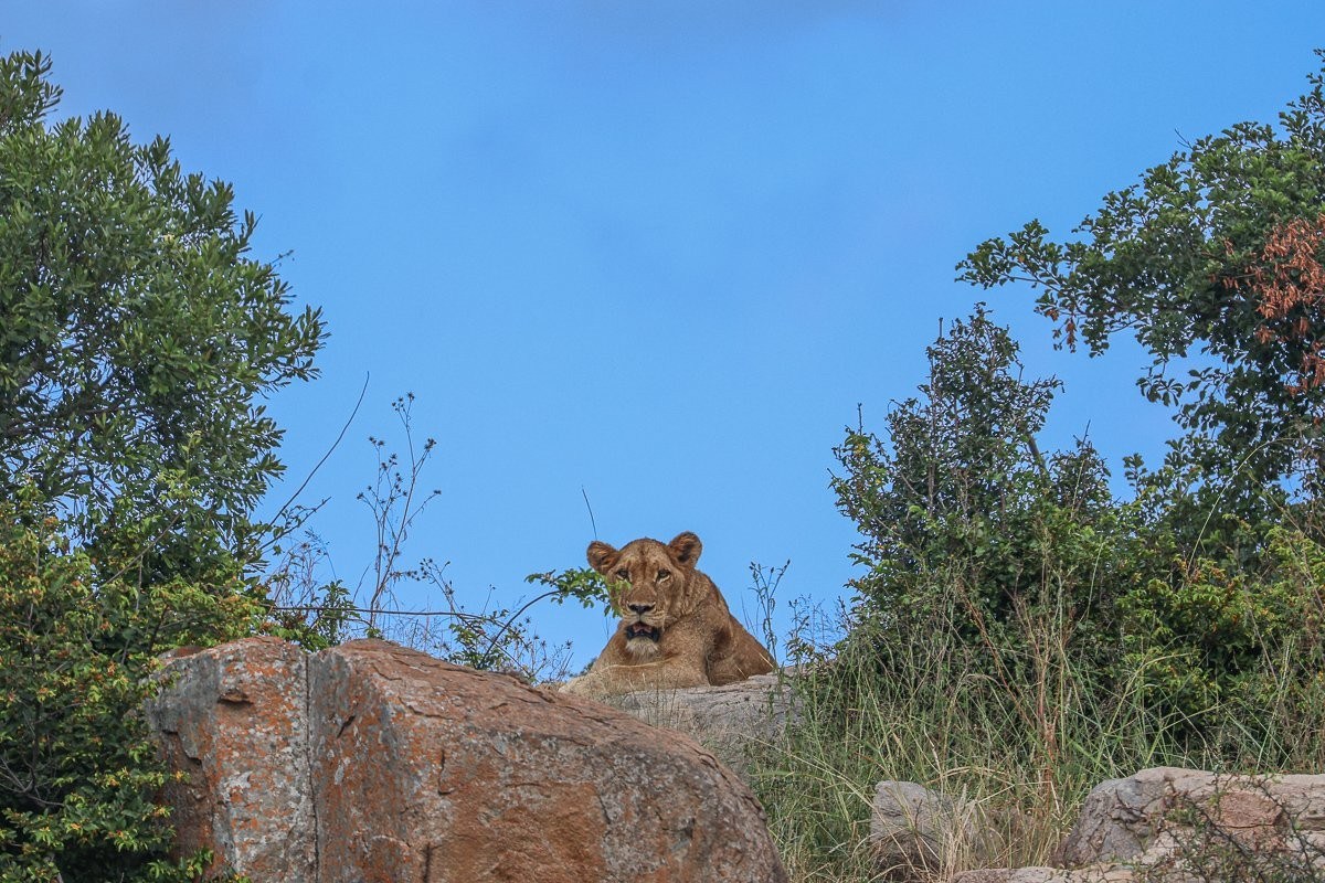 Sabi Sabi Ruan Mey Sp Lionness Settle