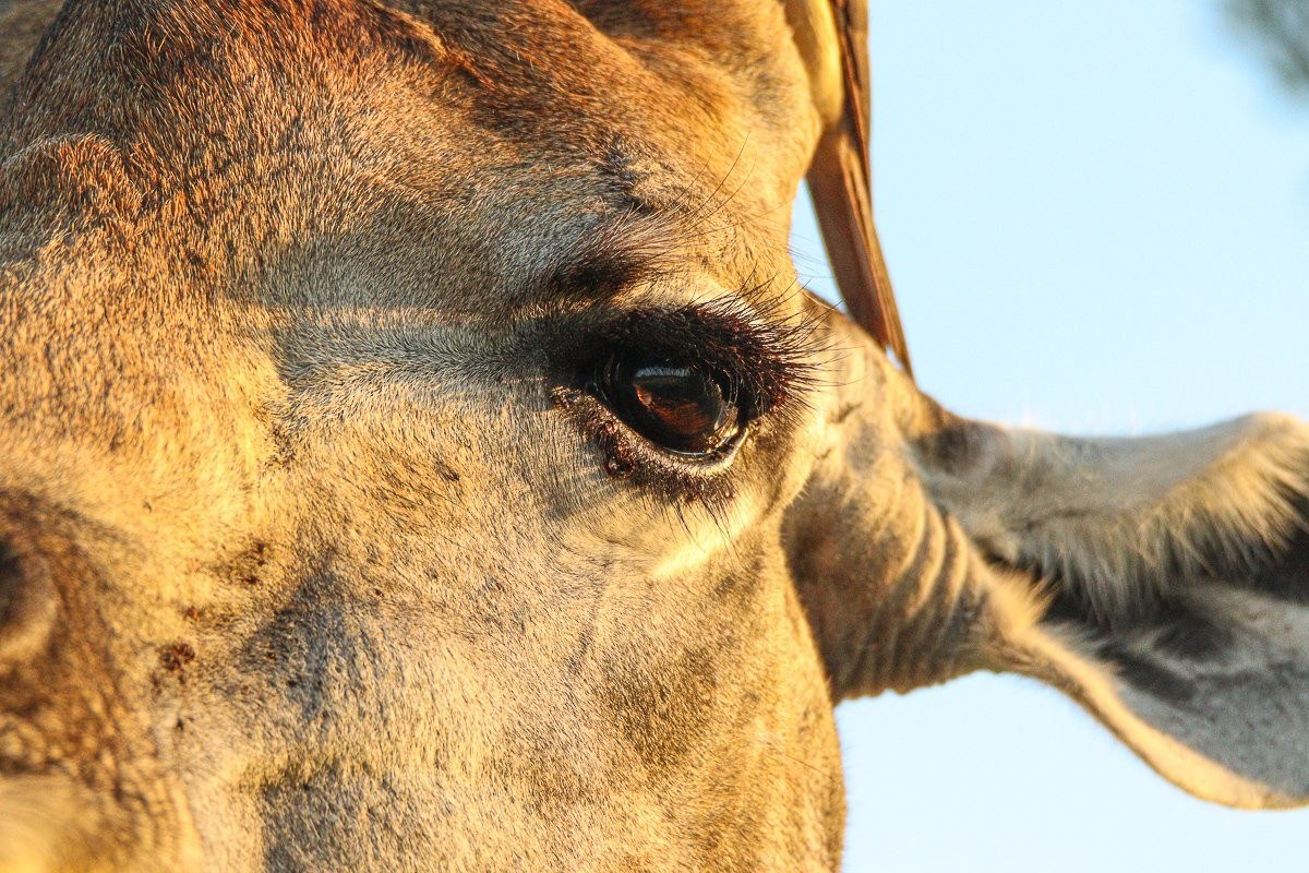 Close-up of giraffe eye showing long protective eyelashes.