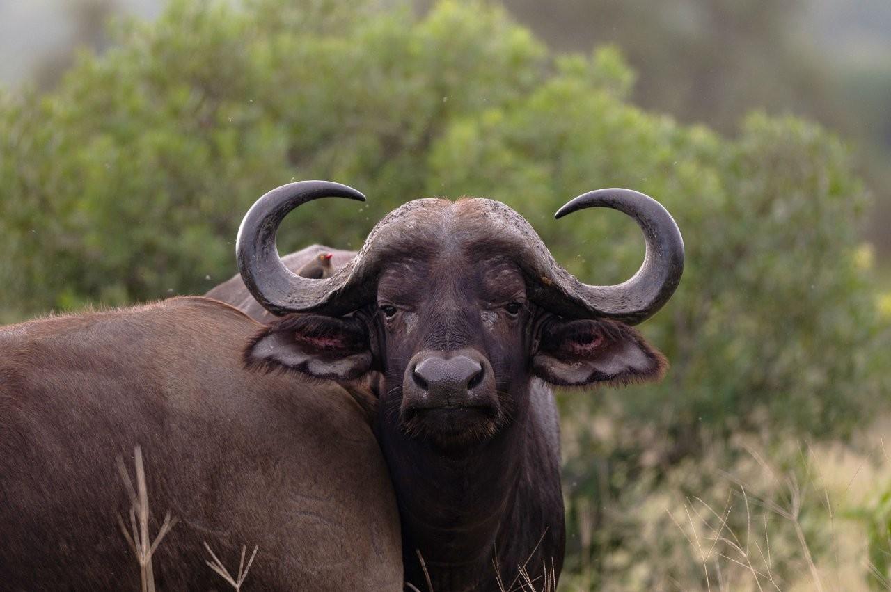 Buffalo moving together while grazing in open bush.