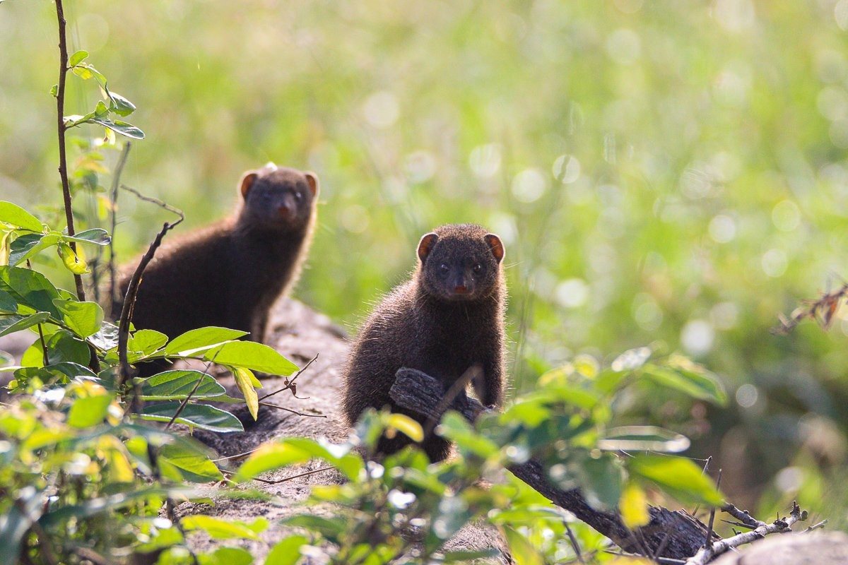 Sabi Sabi Jana Du Plessis Dwarf Mongoose