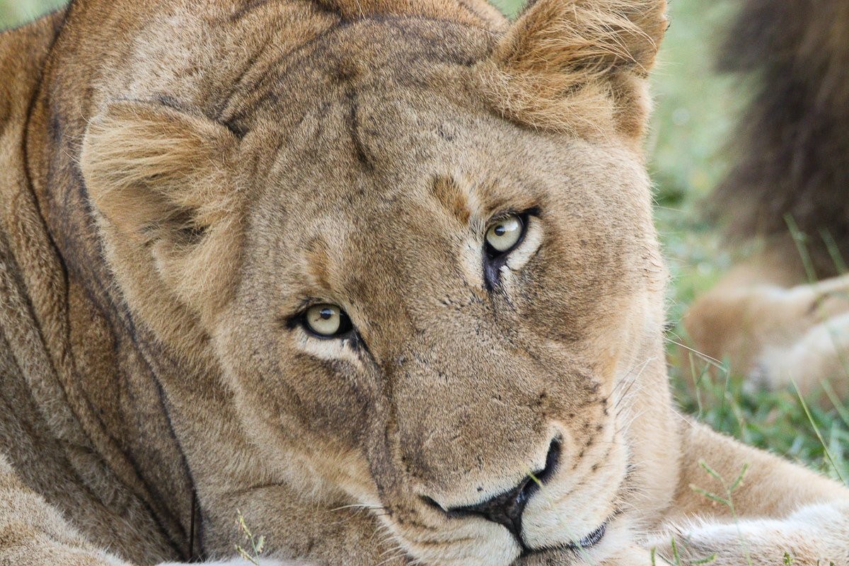 Sabi Sabi Jana Du Plessis Southern Pide Member