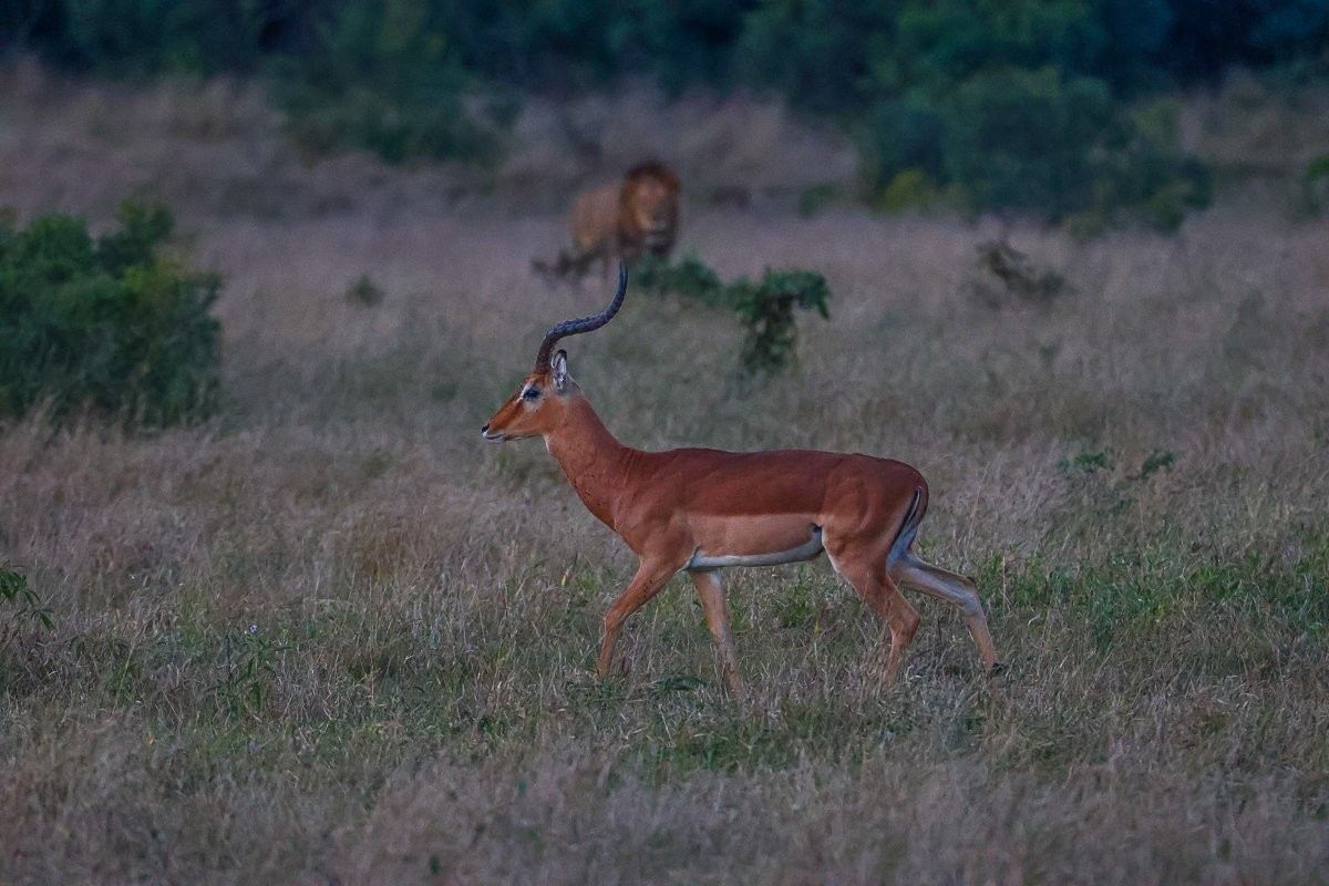Impala ram leads his harem towards cover while alerting them to nearby lions.