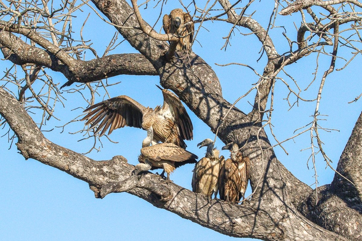 Pair of White-backed vultures engaging in courtship behaviour near a carcass site.
