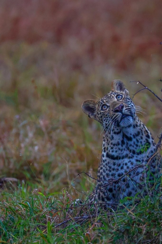 Leopard cub observing the surroundings from the safety of tall grass.