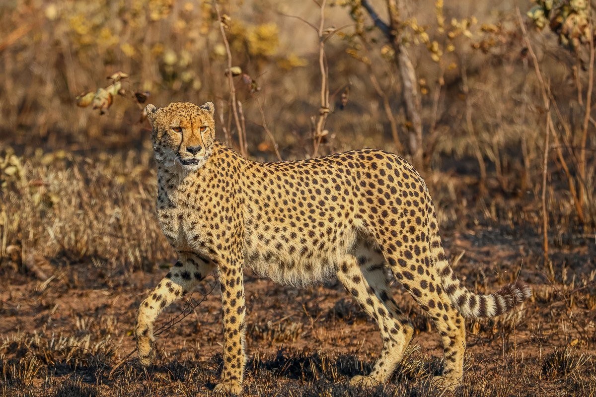 Three cheetahs moving purposefully while searching for hunting opportunities.