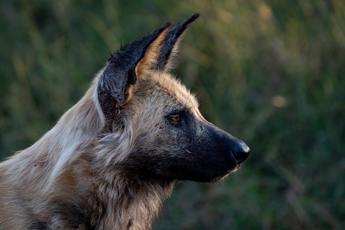 Every successful denning season offers hope for the future of a species fighting against the odds.