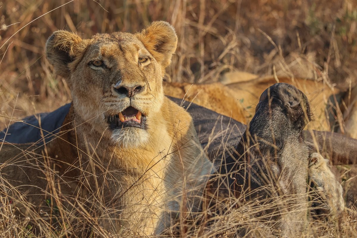 Southern Pride lionesses at a blue wildebeest kill