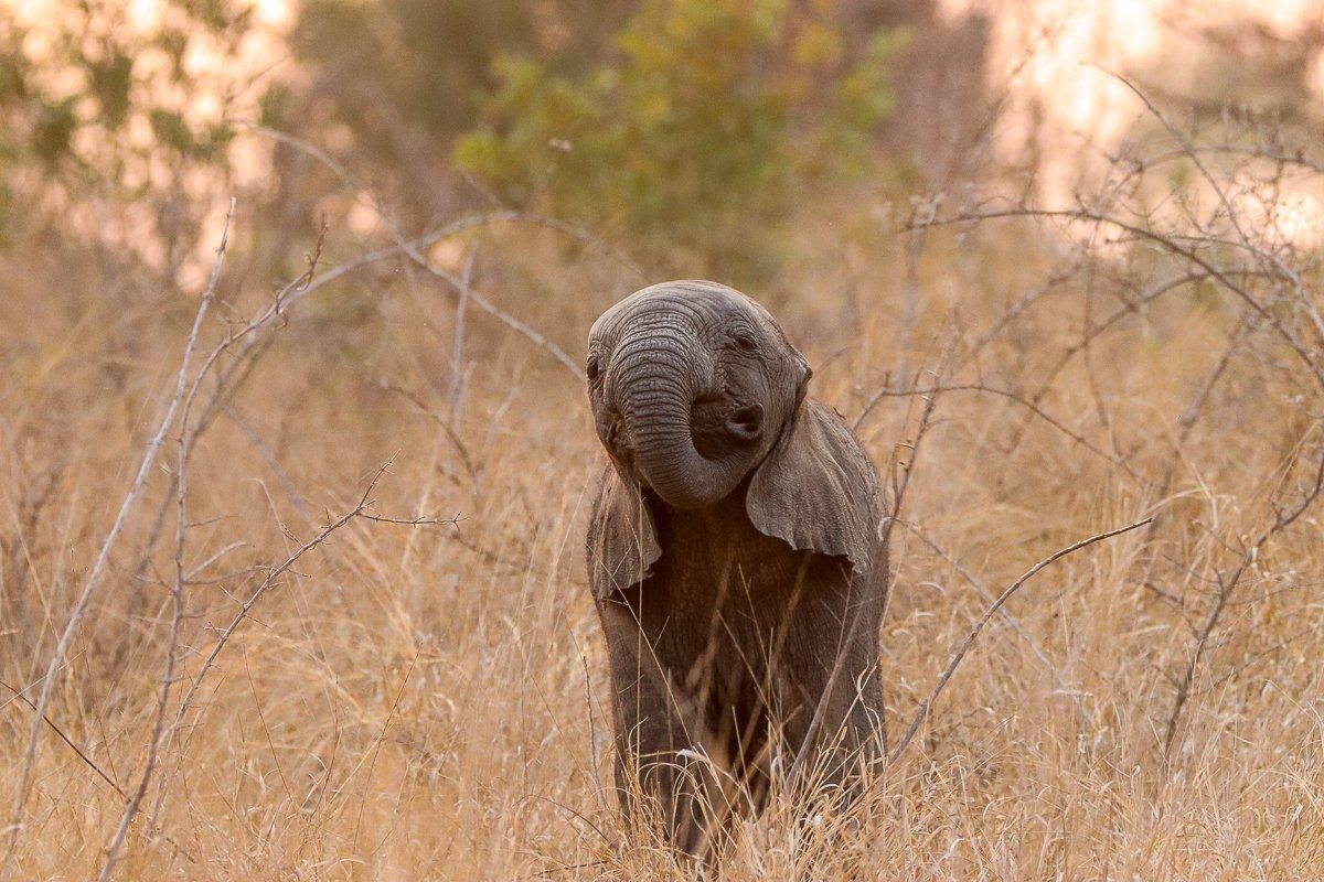 Young elephant calf practising with its trunk in the bush