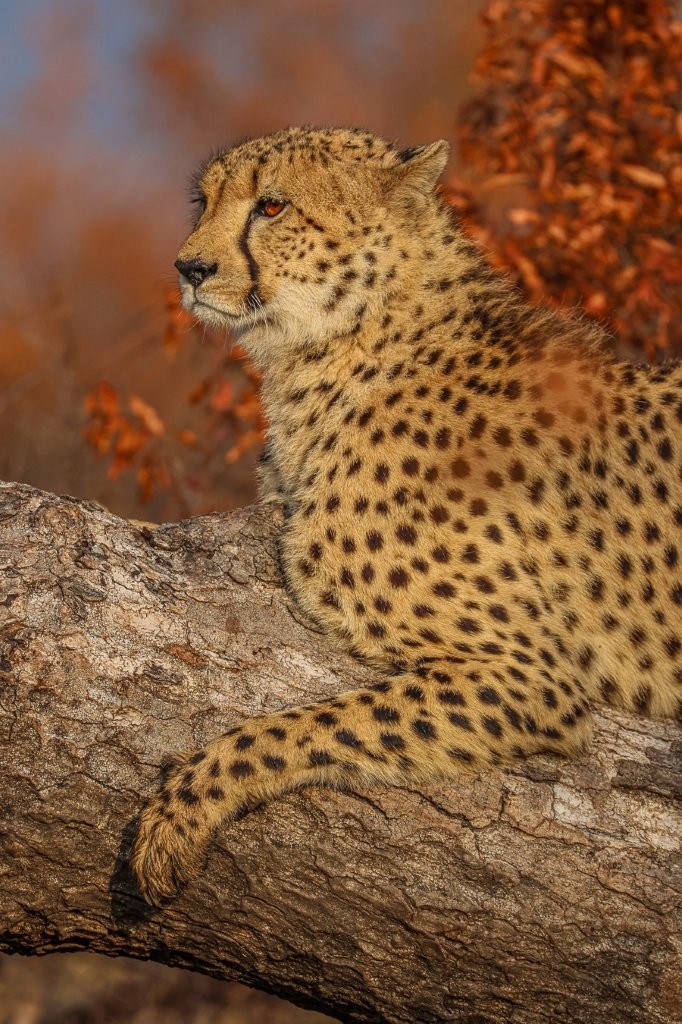 Young male cheetah climbing onto a fallen Marula tree for a better vantage point at Sabi Sabi.