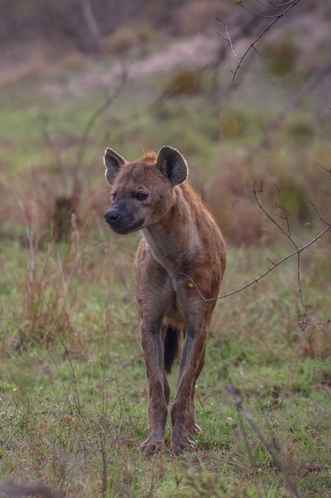 Spotted hyena waiting near a wildebeest kill alongside the Msuthlu lionesses.