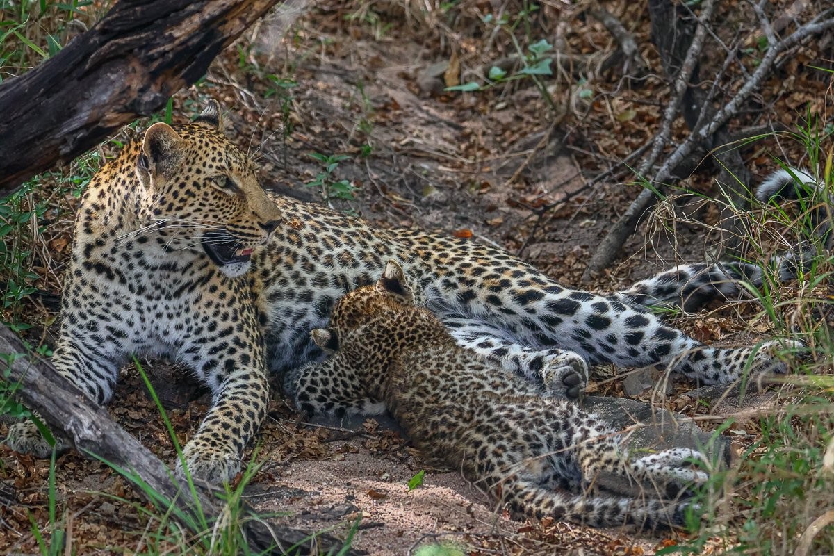 Sabi Sabi Ruan Mey Kurhula Leopardess And Cub Resting