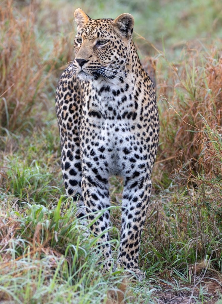 Portrait of Kurhula’s young leopard cub in the bushveld