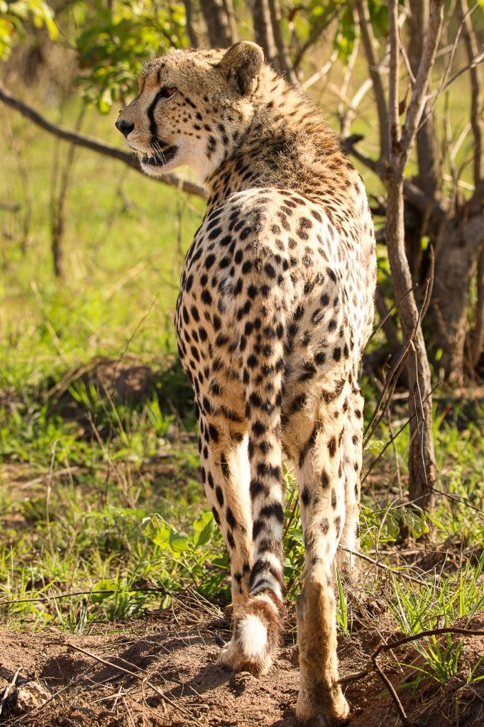 Male cheetah moving through the reserve as they search for prey