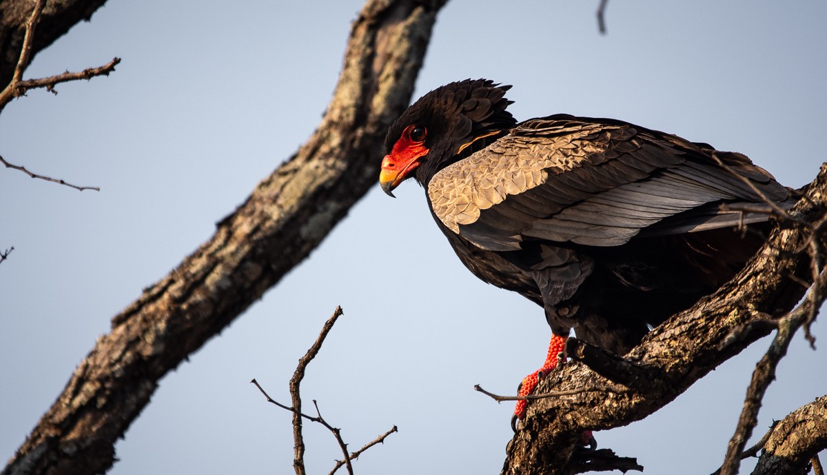 Sabi Sabi Bateleur