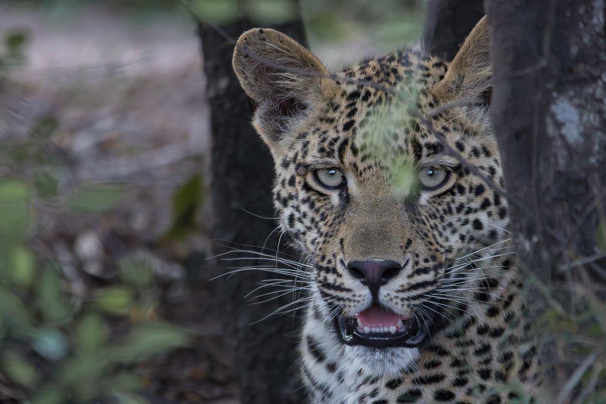Just after sunrise, we headed out once again, looking for leopards and were stunned by the sight of the young Nottens male. Just after sunrise, we headed out once again, looking for leopards and were stunned by the sight of the young Nottens male.