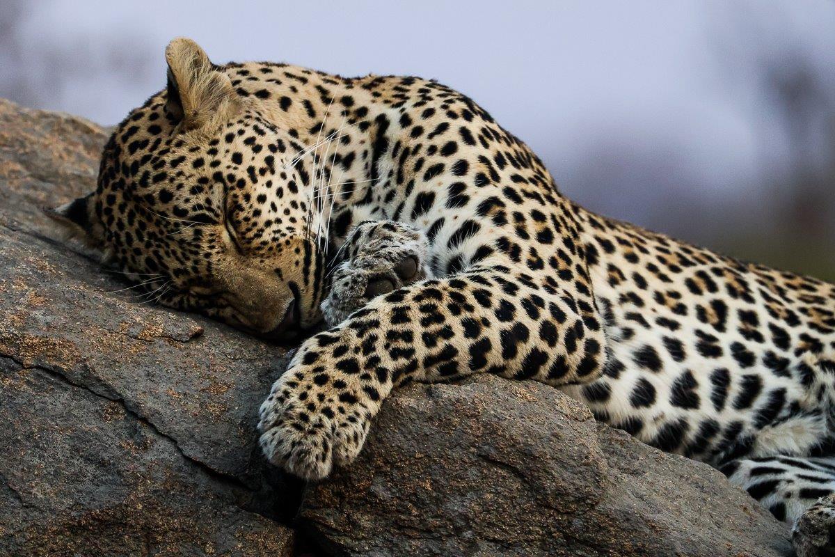The young male leopard rests his head on a rock in the shade. The young male leopard rests his head on a rock in the shade.