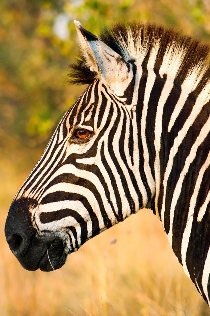 A male zebra perfectly lit in the morning sun. 