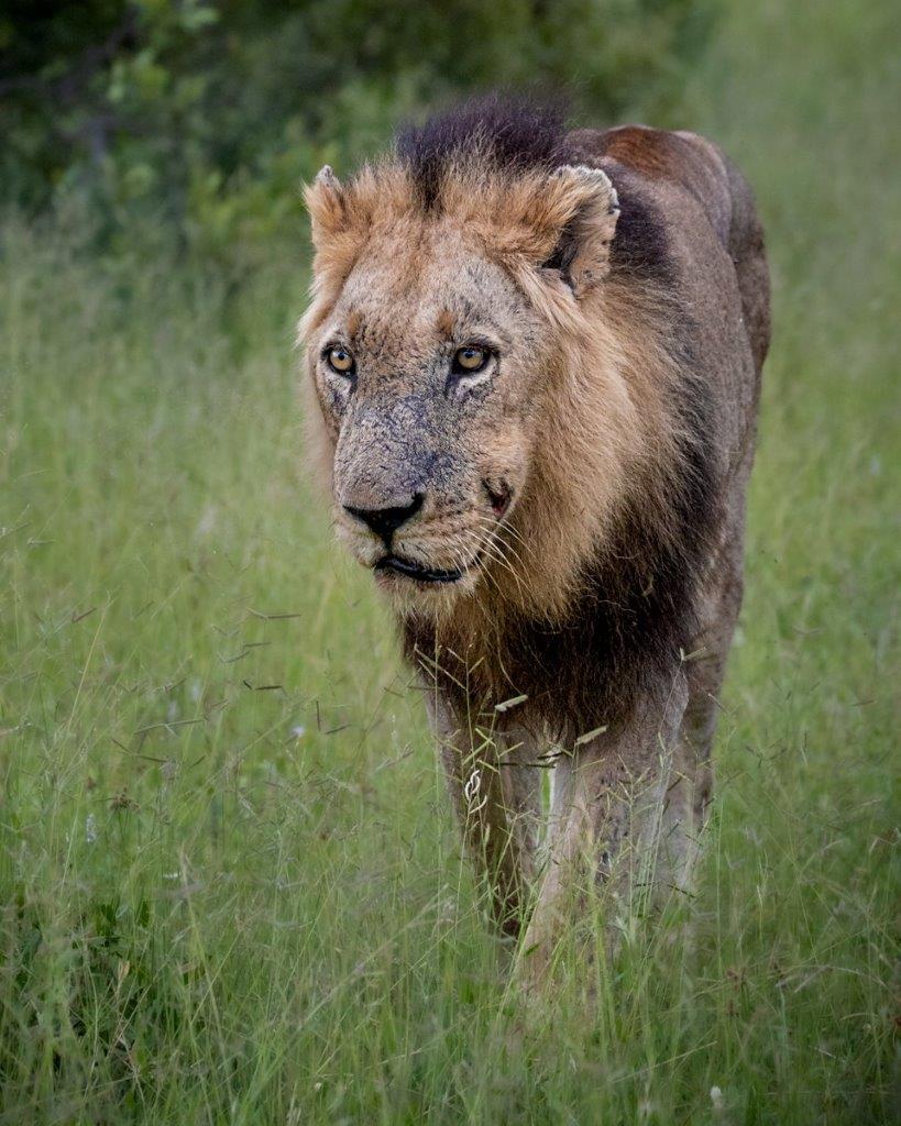 Avoca Male Lion Devon Jansen Avoca Male Lion Devon Jansen