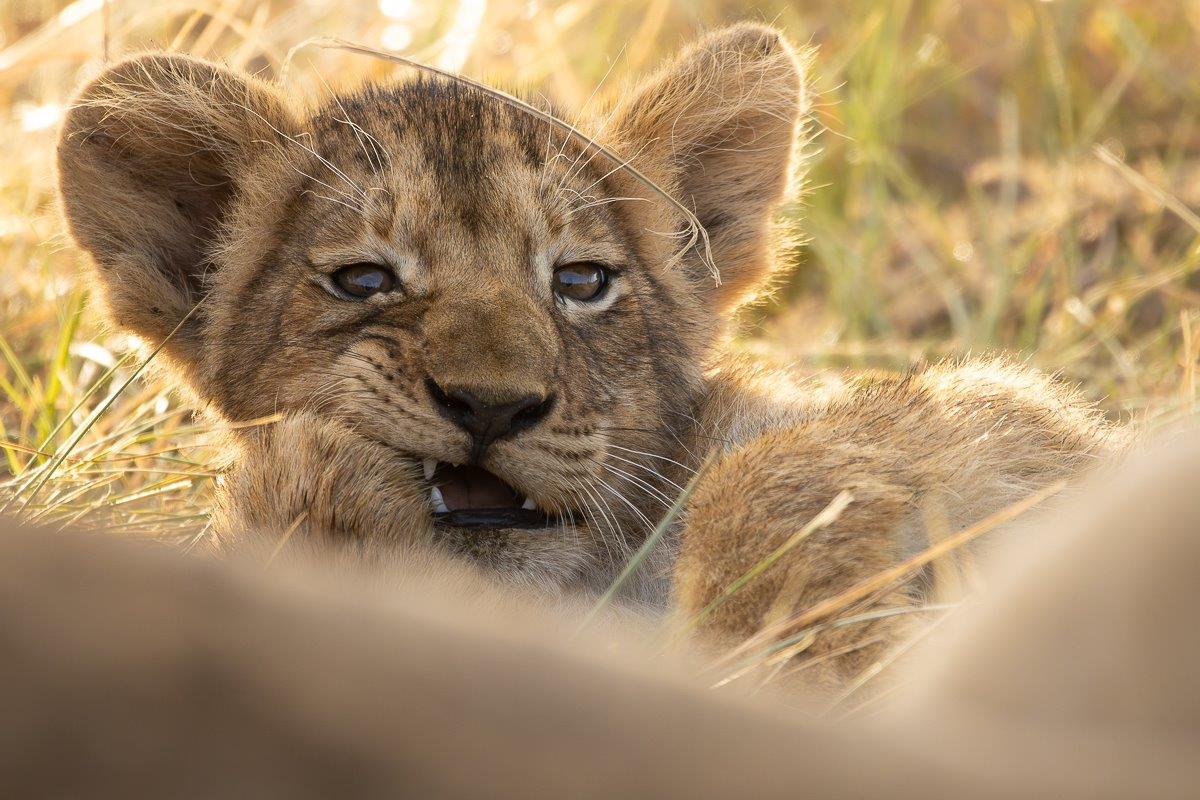 JP Van Rooyen Talamati Cubs Sabi Sabi