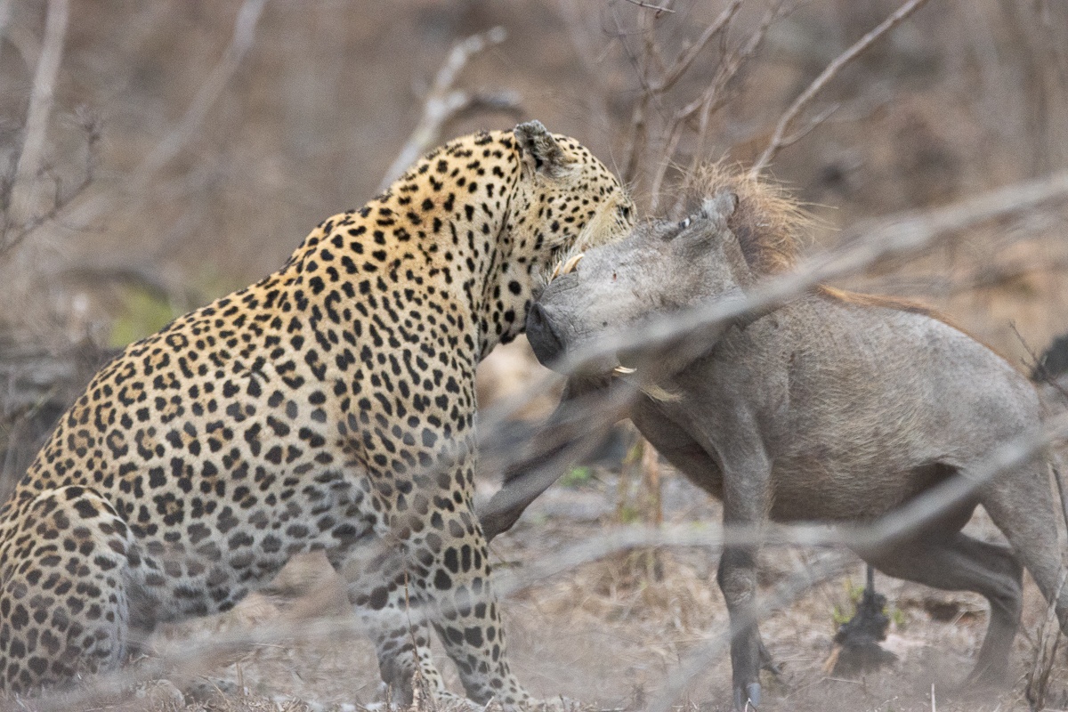 The leopard captures a warthog by the neck in a swift, powerful motion during its hunt. The leopard captures a warthog by the neck in a swift, powerful motion during its hunt.