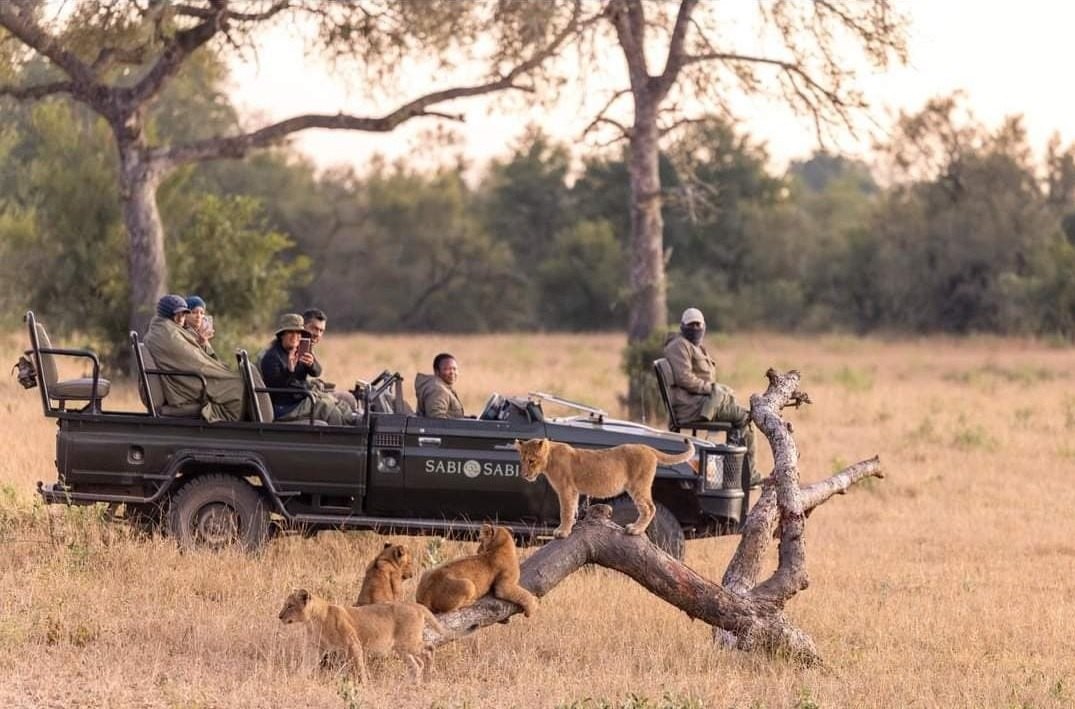 Queen guides a group of guests on a lion pride sighting. Queen guides a group of guests on a lion pride sighting.
