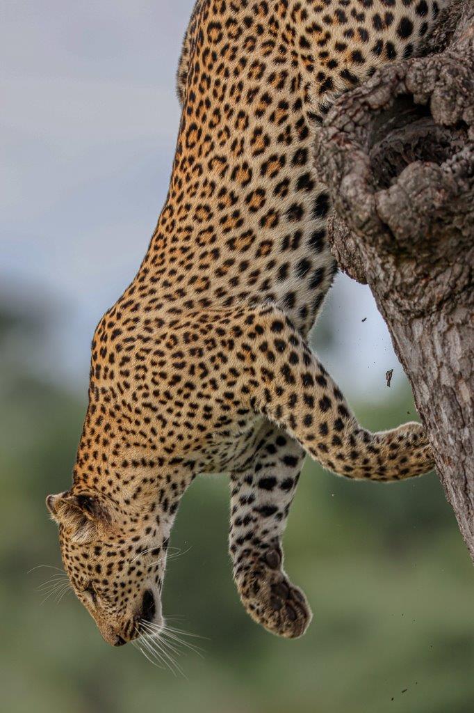 Sabi Sabi Ruan Mey Male Leoaprd Jumps From Tree Sabi Sabi Ruan Mey Male Leoaprd Jumps From Tree