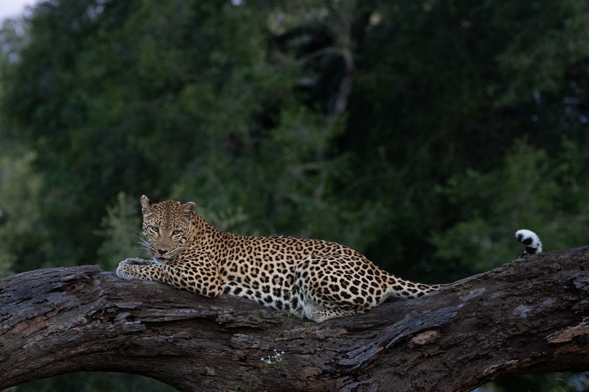 Sabi Sabi Ronald Mutero Ntsumi Sabi Sabi Ronald Mutero Ntsumi