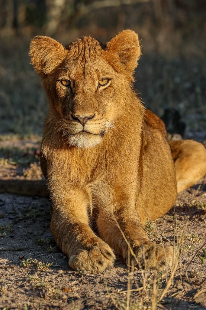 Sabi Sabi Ruan Mey Sp Sabi Sabi Ruan Mey Sp