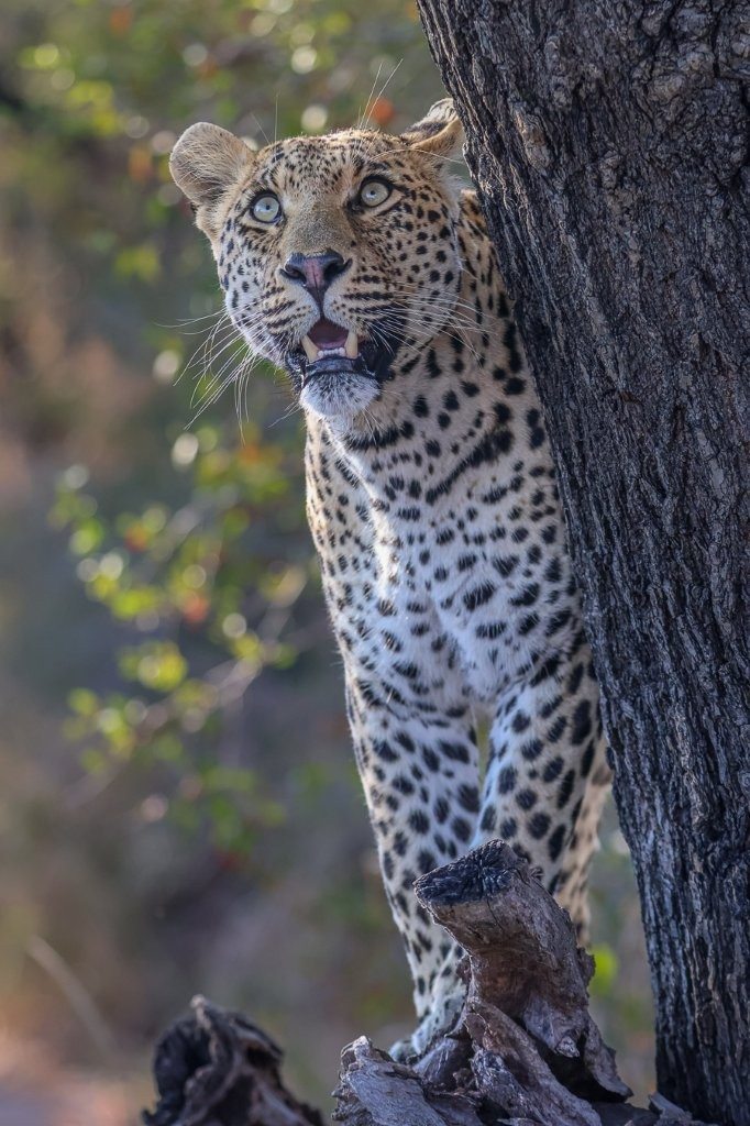 Sabi Sabi Ruan Mey Nottens Male Leopard Sabi Sabi Ruan Mey Nottens Male Leopard