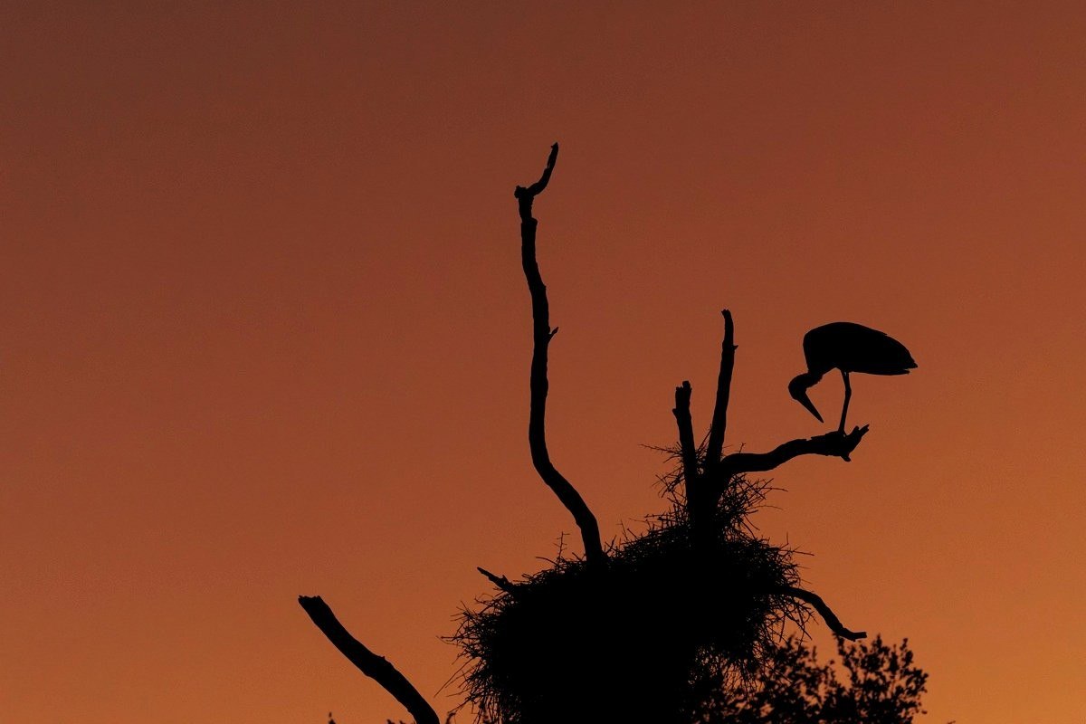 Silhouette of a Woolly-necked stork in a tree. Silhouette of a Woolly-necked stork in a tree.