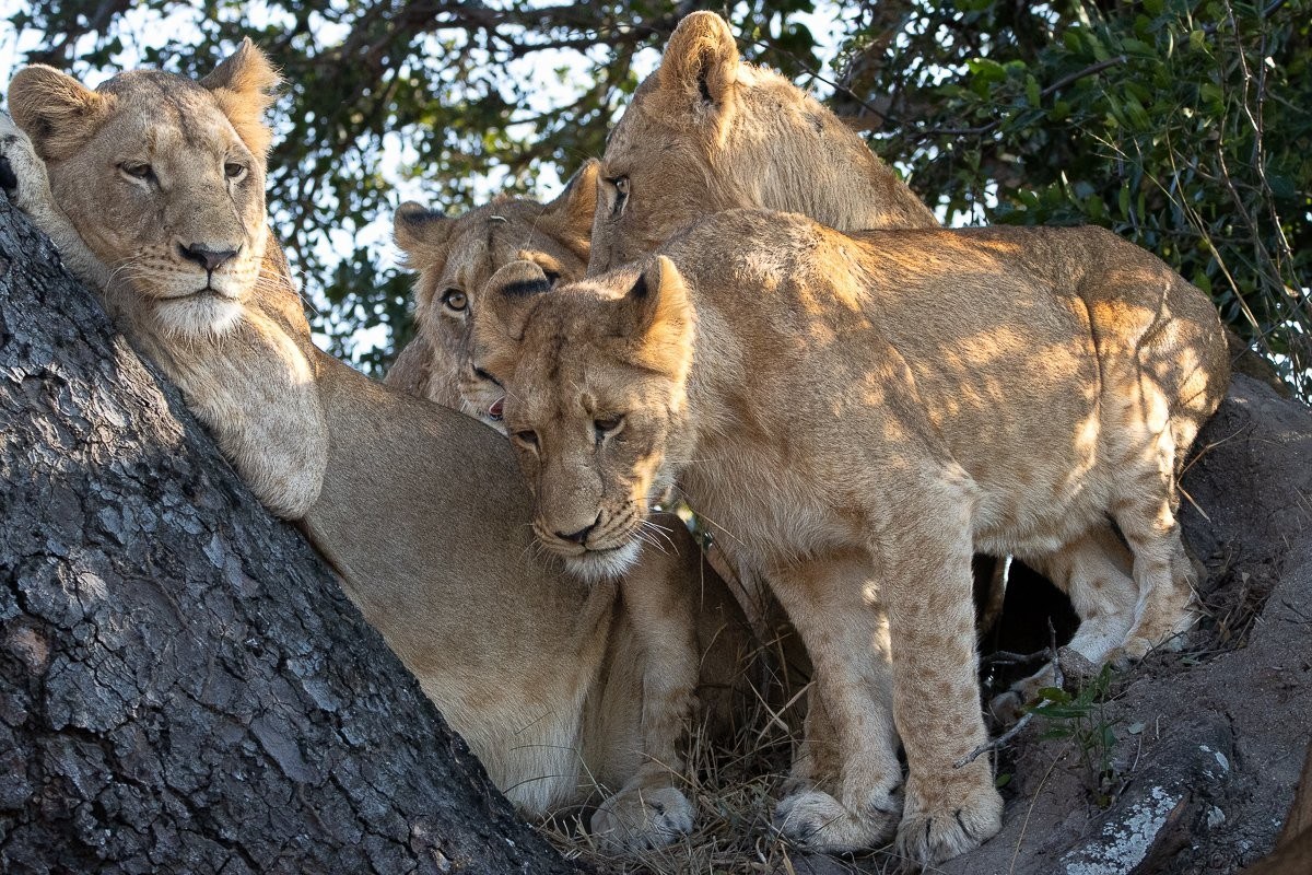 Members of the Southern Pride in a tree. Members of the Southern Pride in a tree.