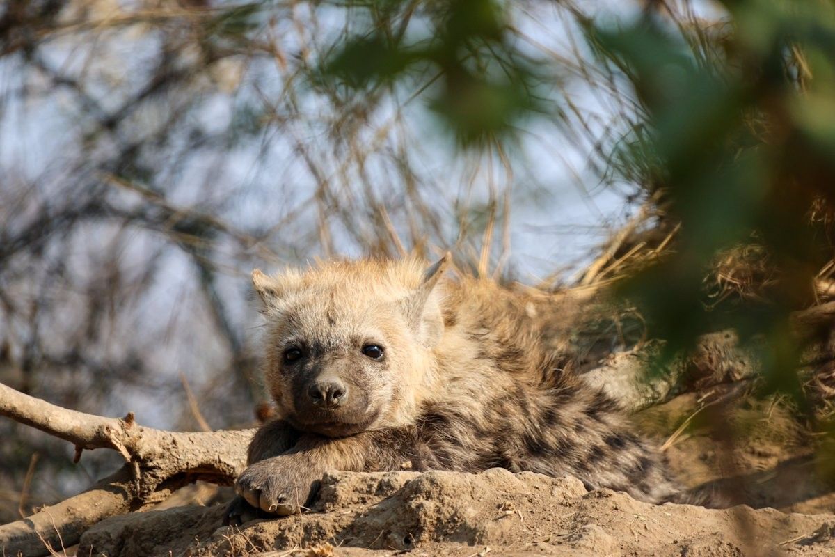 Sabi Sabi Jan Nel Hyena Cub Sabi Sabi Jan Nel Hyena Cub