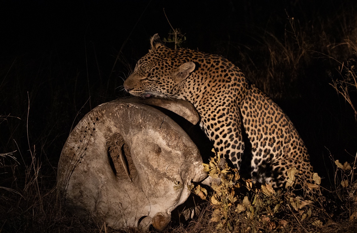 Sabi Sabi Ronald Mutero Khulwana And Bone Sabi Sabi Ronald Mutero Khulwana And Bone