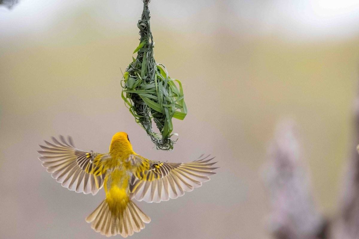 A Village weaver spreads its wings. 