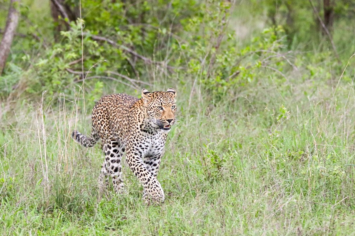 Sabi Sabi Jana Du Plessis Khurula Female Leopard
