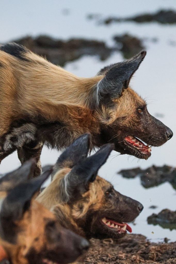 For those of us fortunate enough to follow their tracks at first light, that is truly something special.