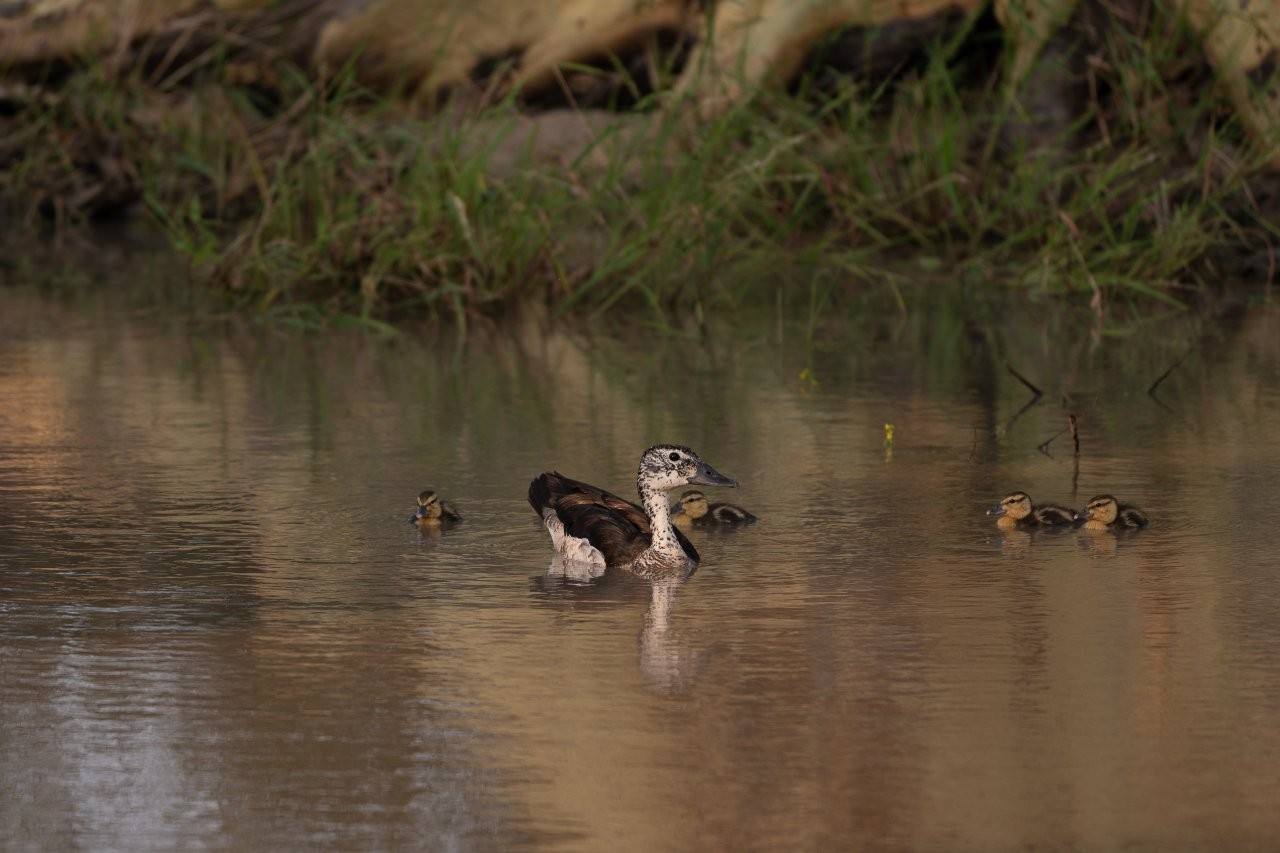 Knob-billed duck swimming with ducklings in a pan.
