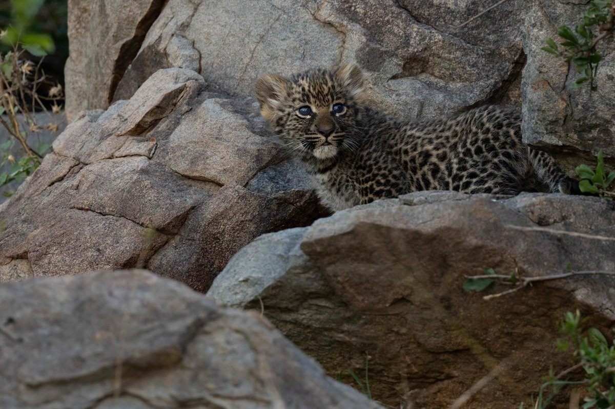 One of Golonyi’s young leopard cubs perched on a rocky outcrop near the den site.