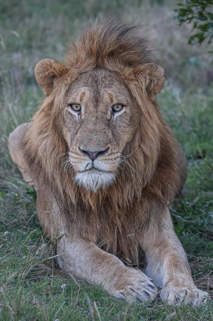 Alert N’waswishaka male lion watching over the reserve during coalition tenure.