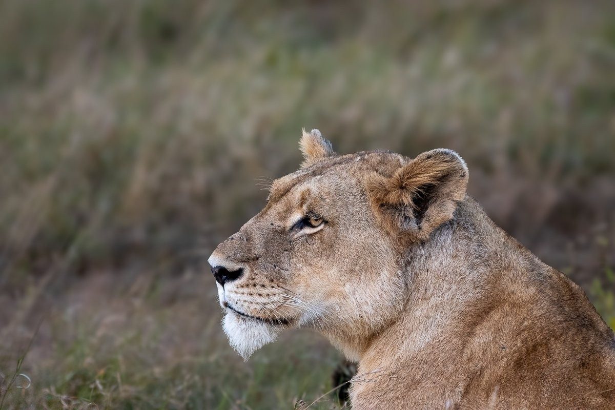Lions resting peacefully in the African wilderness, highlighting the connection between safari, photography, and conservation.