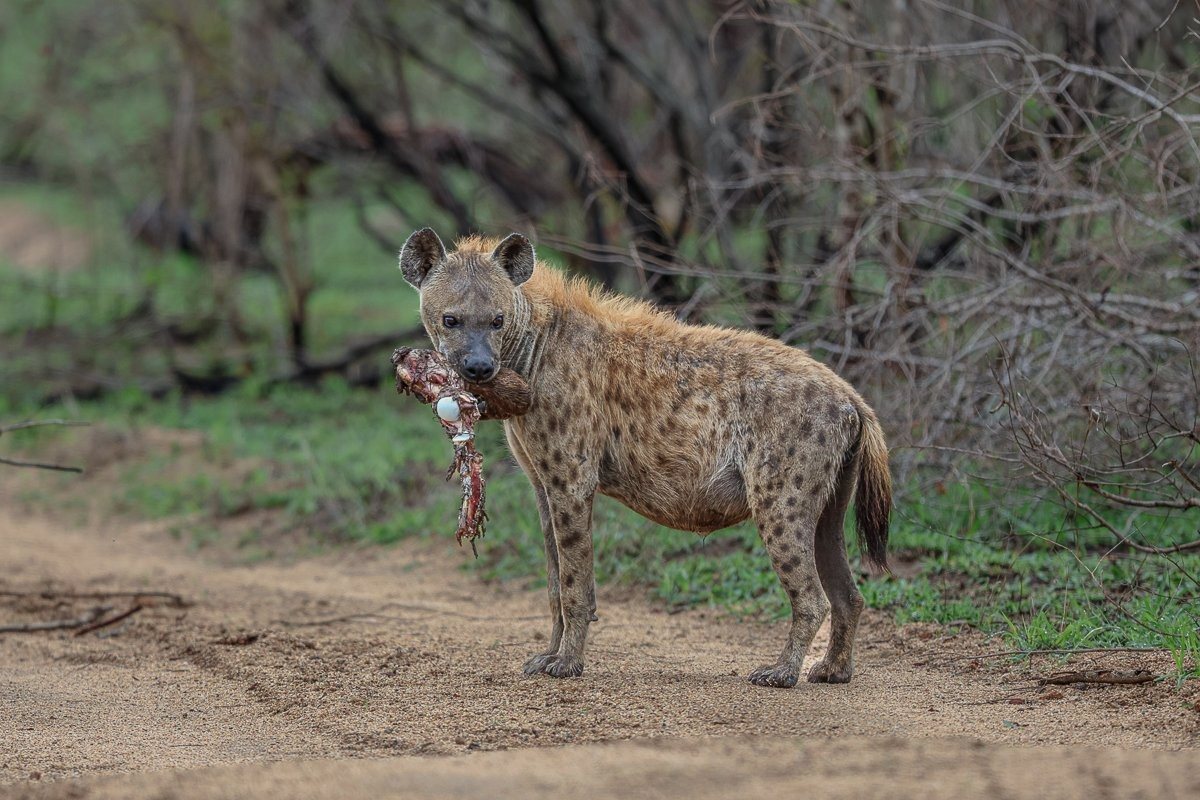 Spotted hyena standing among the bushveld with a fresh piece of meat.