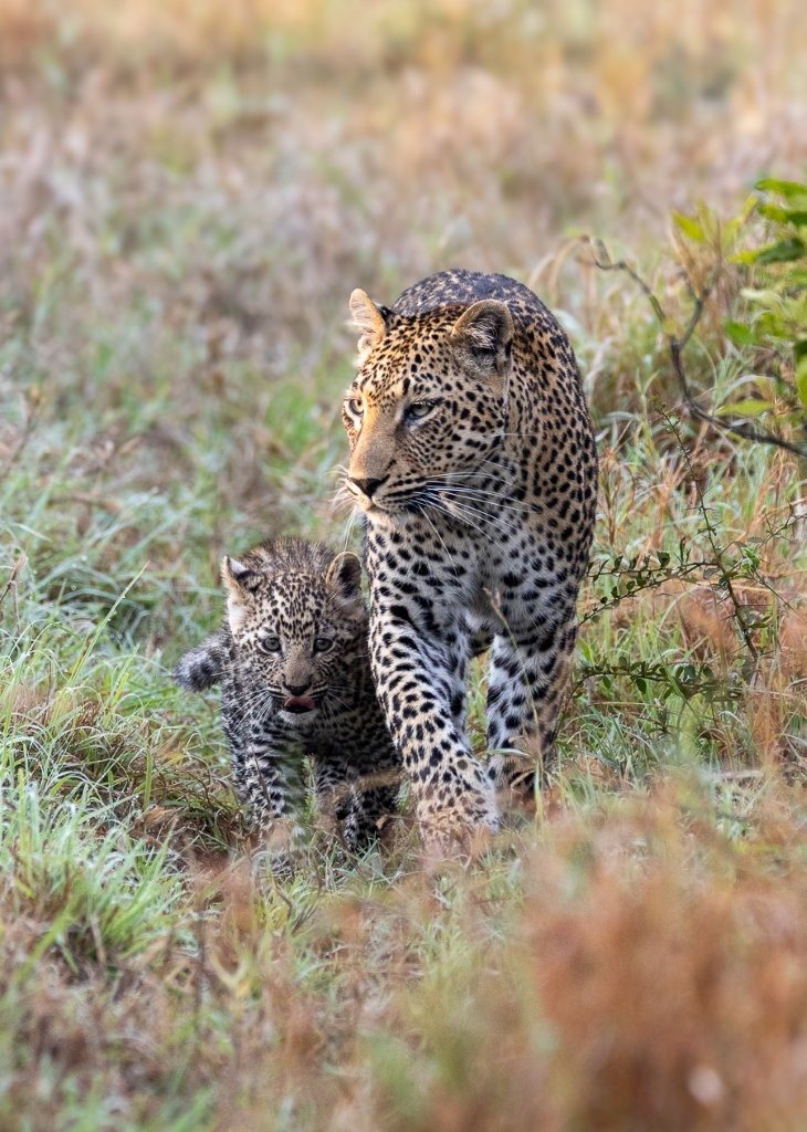 Kurhula and her young leopard cub moving together through the early morning bush