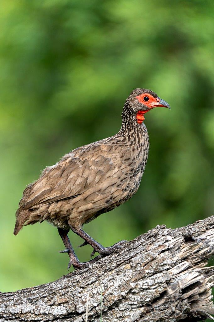 22 MacsToich2023 01 04swainsonsspurfowl01 22 MacsToich2023 01 04swainsonsspurfowl01