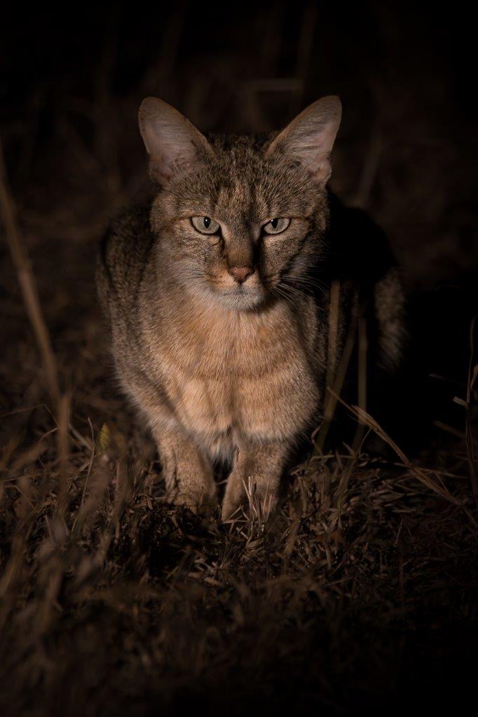 The African wild cat shares many similarities with the domestic house cat. The African wild cat shares many similarities with the domestic house cat.