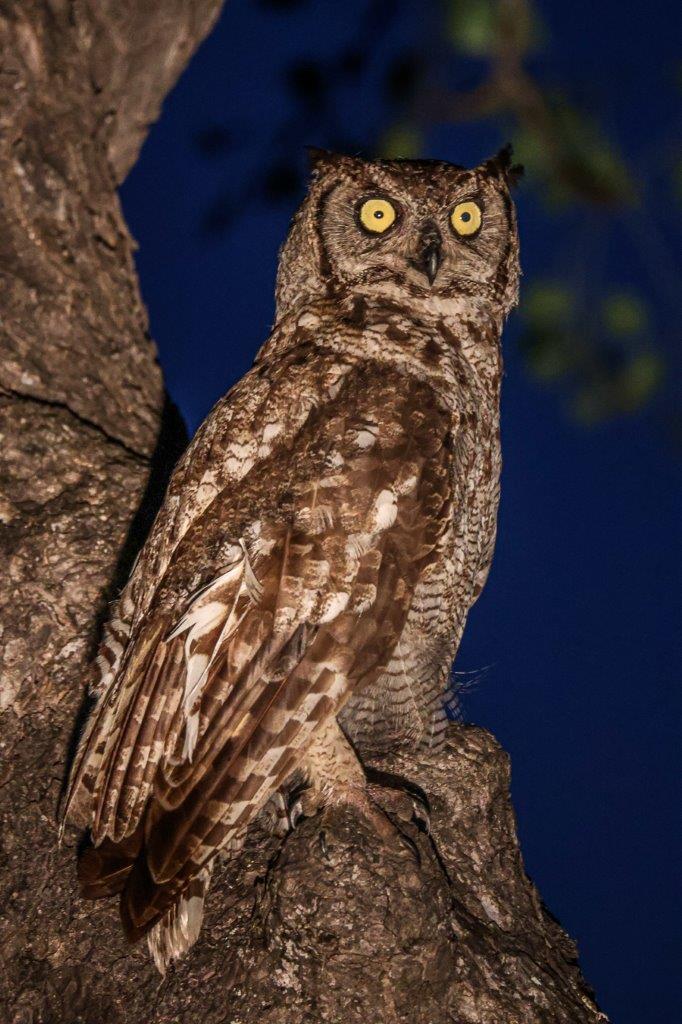 A spotted eagle owl perches at night. A spotted eagle owl perches at night.