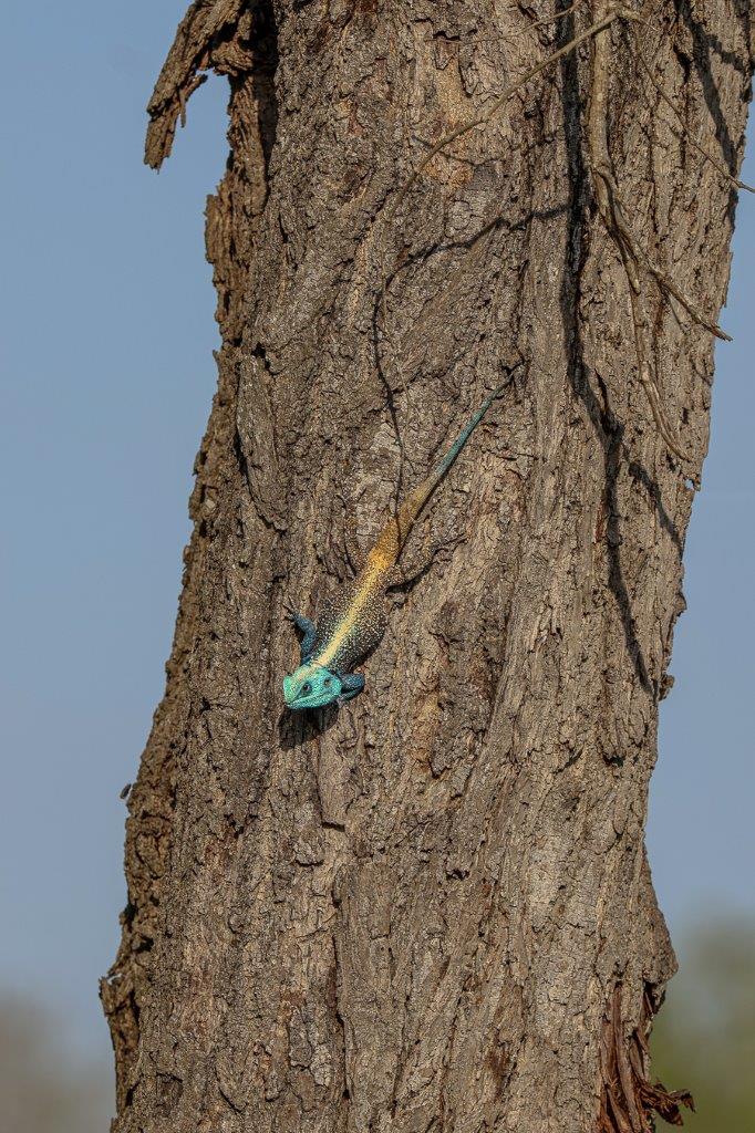 Sabi Sabi Ruan Mey Tree Agama Sabi Sabi Ruan Mey Tree Agama
