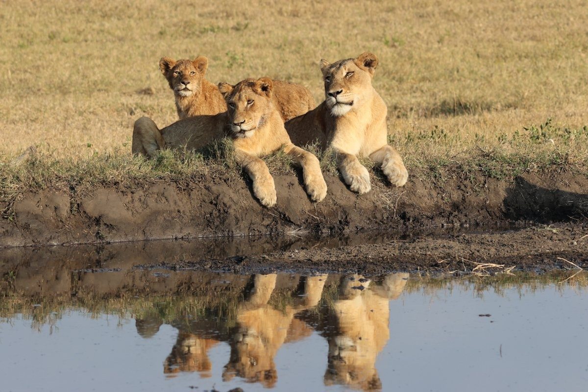 Sabi Sabi Jan Nel Gijima Msuthlu Sabi Sabi Jan Nel Gijima Msuthlu