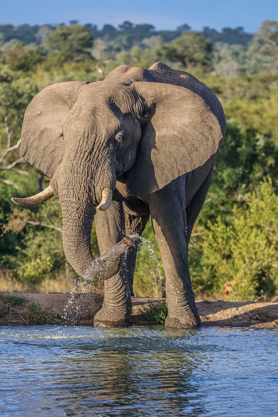 An elephant drinks water from a waterhole near Sabi Sabi. An elephant drinks water from a waterhole near Sabi Sabi.