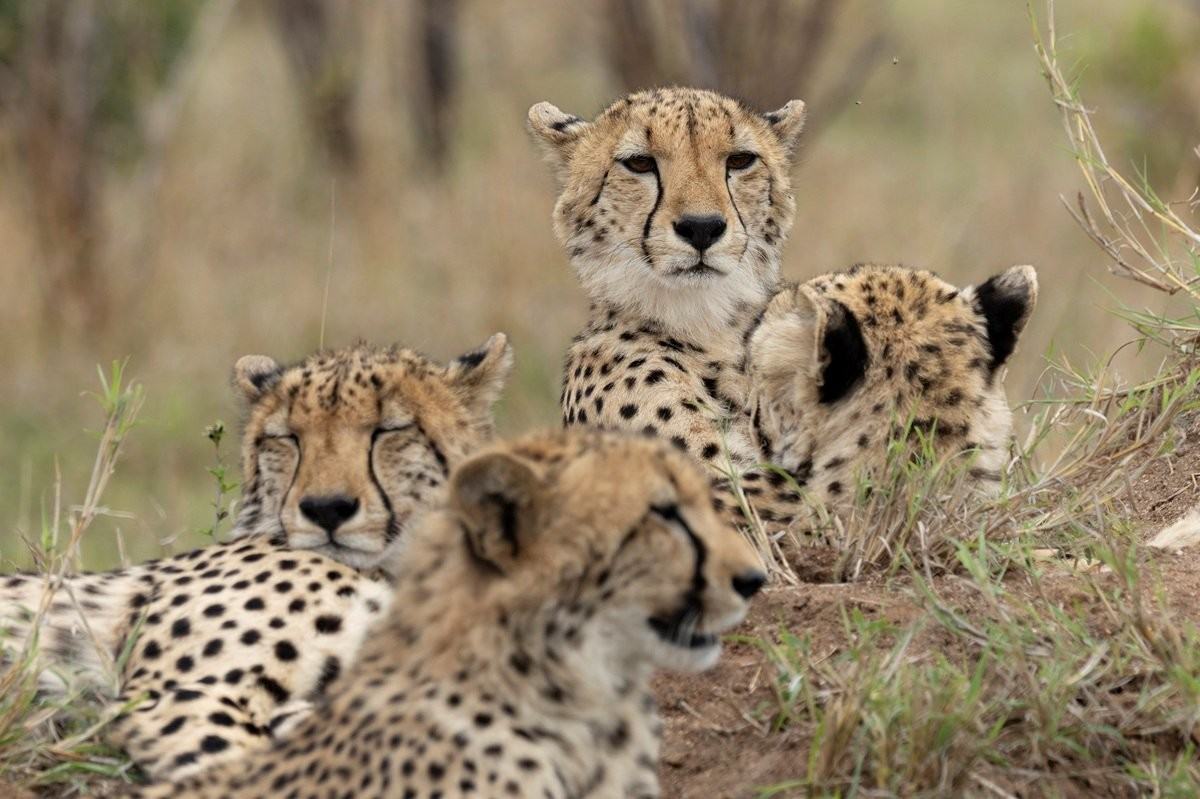 A member of this cheetah family is always alert. A member of this cheetah family is always alert.
